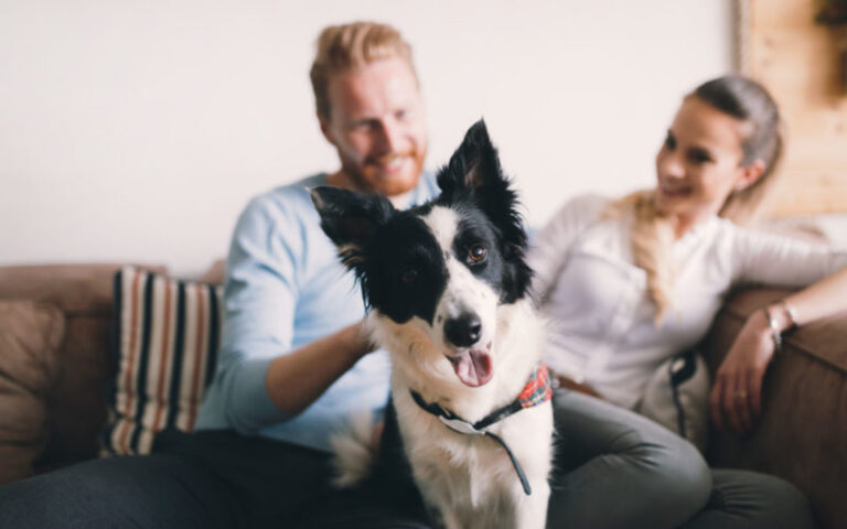 3 Ways Pets Impact Indoor Air Quality