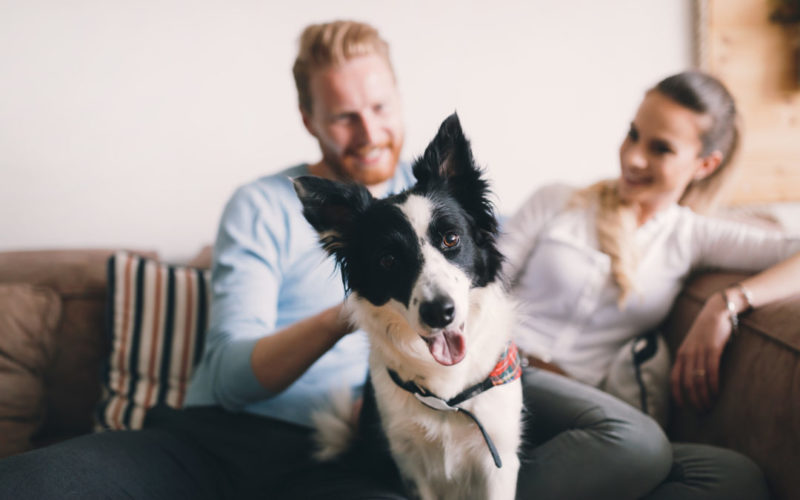 3 Ways Pets Impact Indoor Air Quality